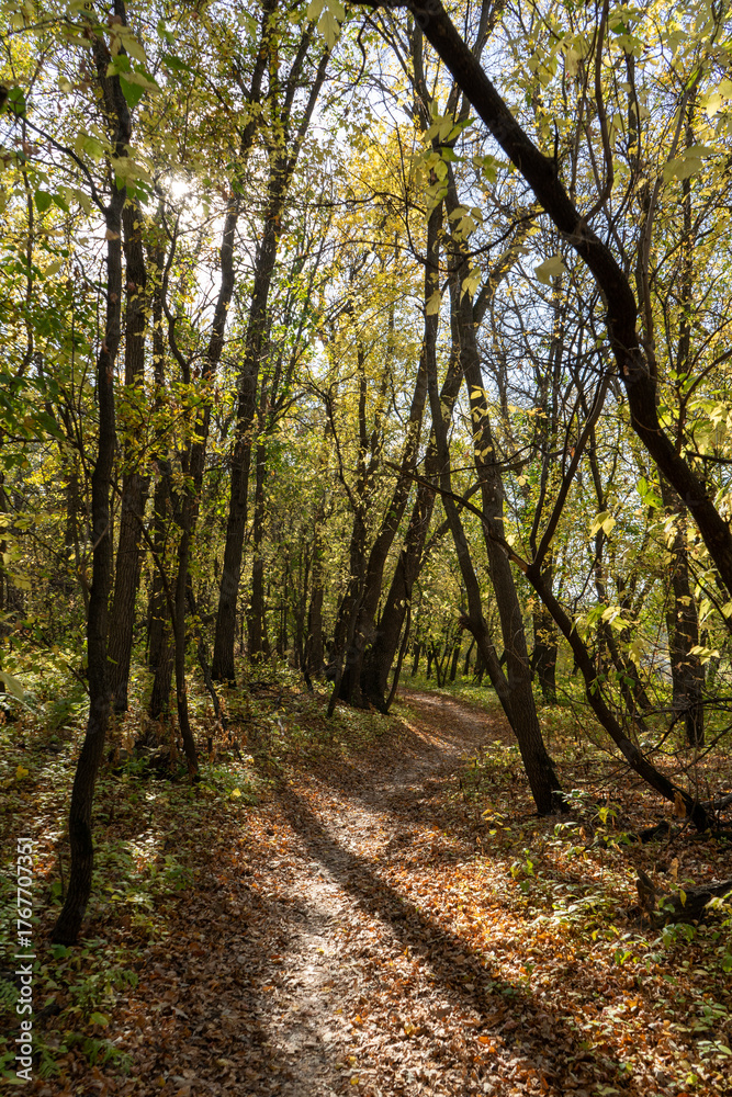 Fototapeta premium path in the forest