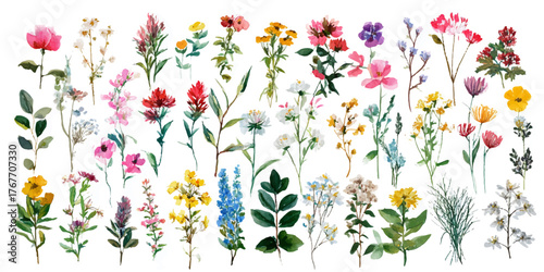 Collection of delicate watercolor botanical illustrations of wildflowers and greenery