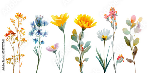 Collection of delicate wildflowers and blossoms in various colors and shapes on white background