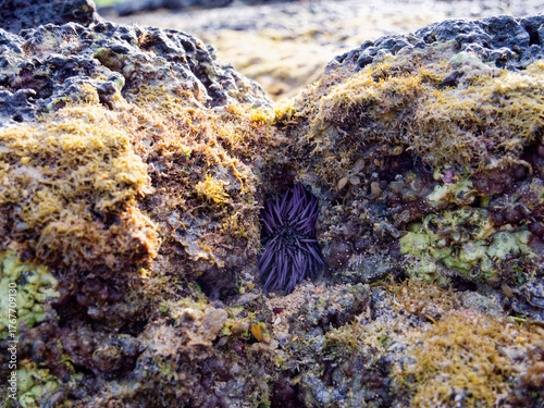 urchin stuck between rocks at low tide