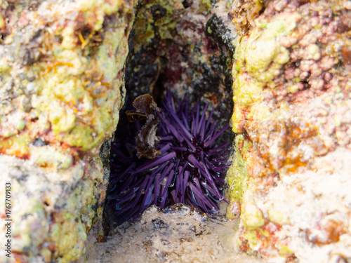 urchin stuck between rocks at low tide