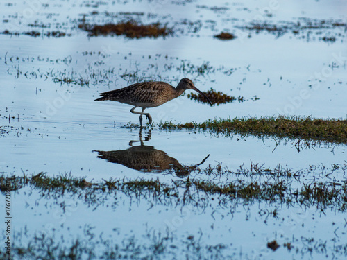 mirror effect with a wader on the sea