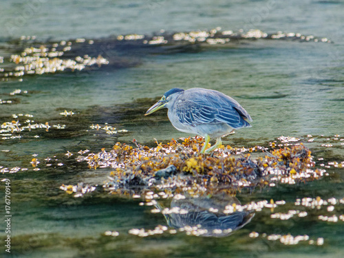 Striated herong fishing in mauritius