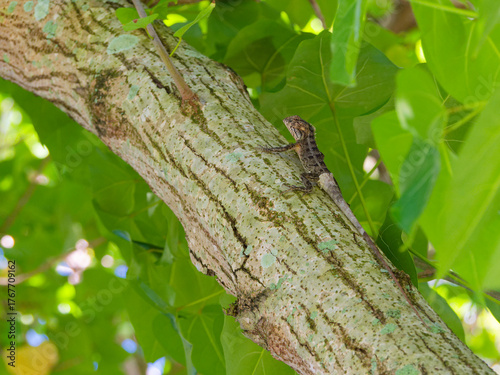 lizard hidden on a branch