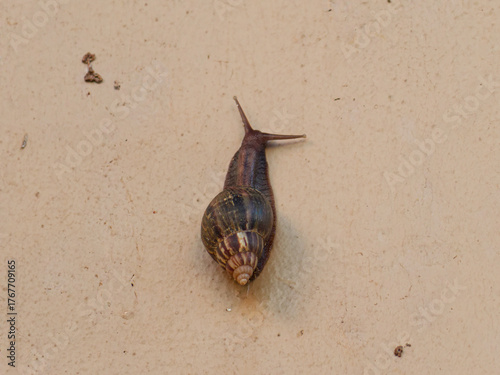 snail crawling on the sand