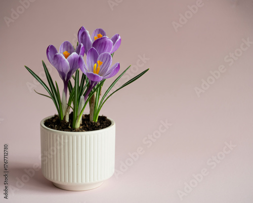 Elegant purple crocus flowers blooming in stylish white pot offer a touch of spring beauty for your designs and marketing