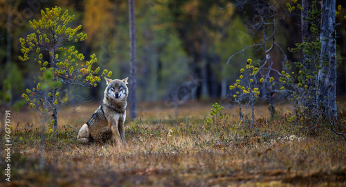 A wolf in Finland in September 2025