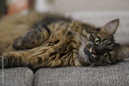 Fluffy Tabby Cat Lying on Couch Looking Relaxed.