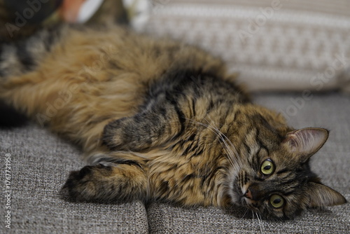 Fluffy Tabby Cat Lying on Couch Looking Relaxed.
