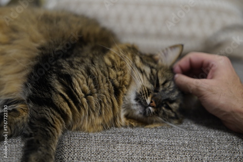Man Petting a Fluffy Cat Resting on Couch