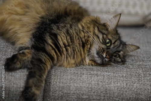 Man Petting a Fluffy Cat Resting on Couch