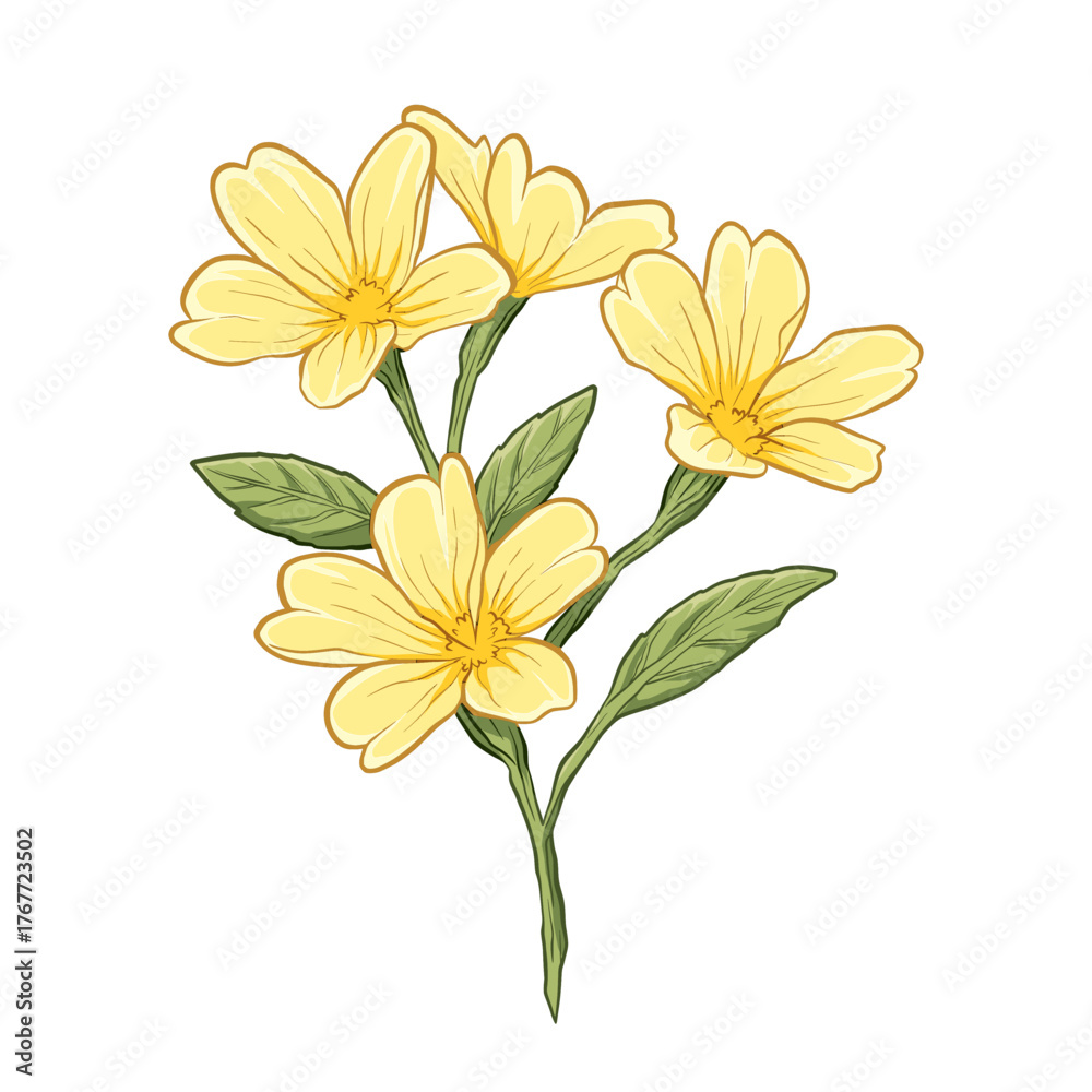 Fototapeta premium Yellow Primrose Flower Vector Illustration.