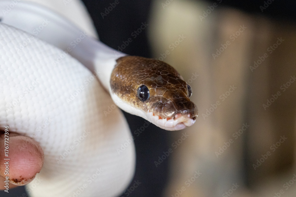 Fototapeta premium Close-up of a pale ball python coiled gently around a handler’s hand, showcasing smooth scales, calm expression and detailed reptile texture in soft indoor light.