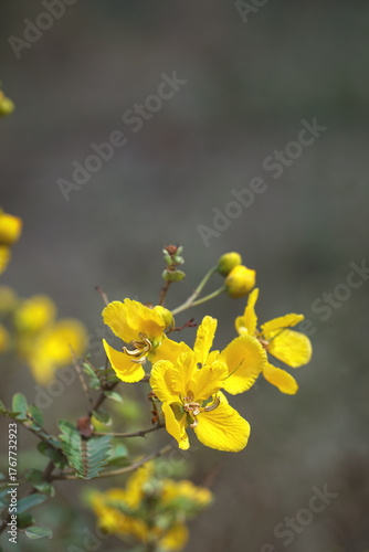 Senna auriculata is commonly known as Tanner's Cassia or Avaram