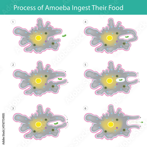 This diagram illustrates the six-step process of an Amoeba ingesting food via phagocytosis.
