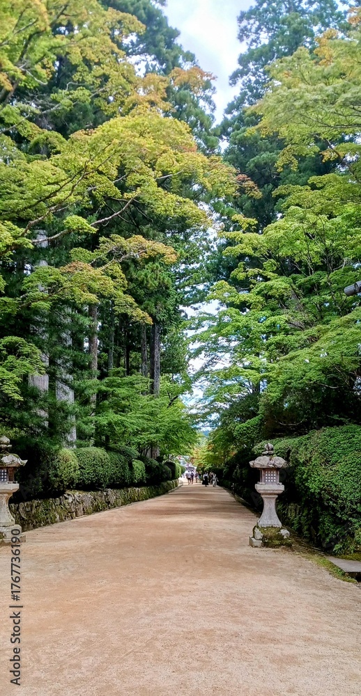 Obraz premium Tree‑lined pathway in a tranquil garden setting