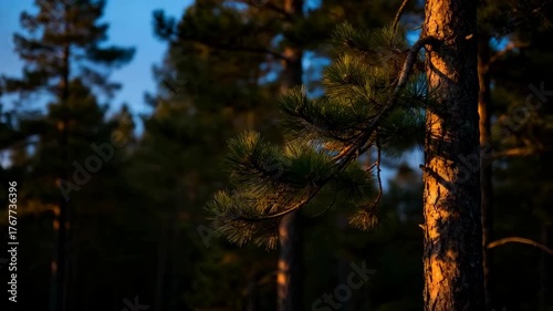 Pine Tree Branch Illuminated by Golden Sunset Light in a Dark Forest with Blue Sky Overhead