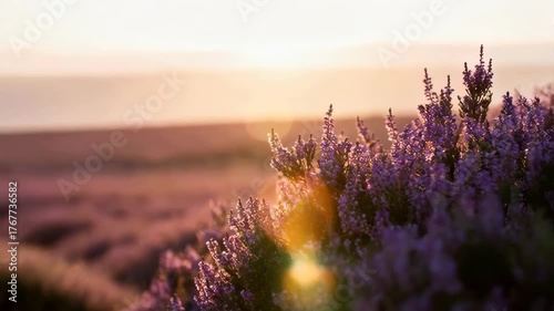 Purple Heather Field at Golden Hour Sunset with Lens Flares and Ocean Horizon Background Serene Floral Landscape