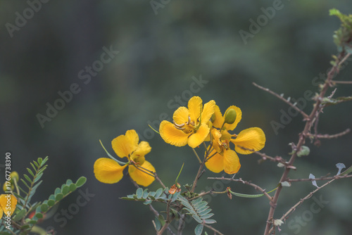 Senna auriculata is commonly known as Tanner's Cassia or Avaram
