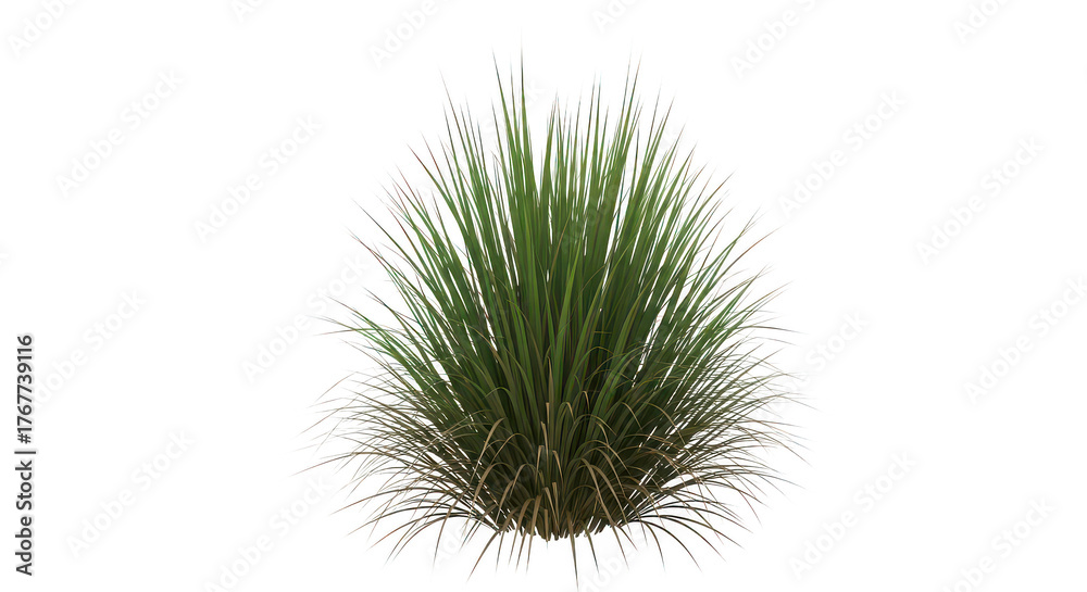 Fototapeta premium Green Ornamental Grass Bush Isolated On Black Background