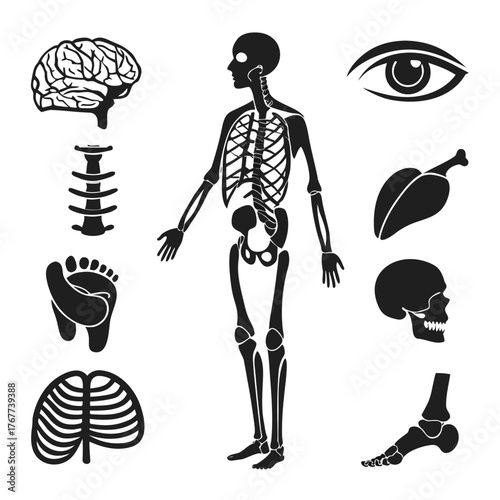 Human Anatomy: A comprehensive collection of illustrated organs and body parts in a concise and easily understandable format for educational and healthcare uses.