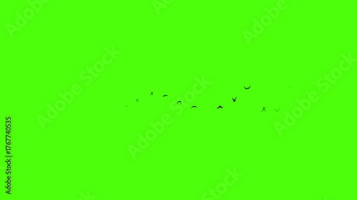 Birds fly over the green curtain