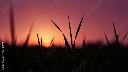 Silhouetted Grass Blades Against a Vibrant Orange and Purple Sunset Sky Over a Dark Horizon