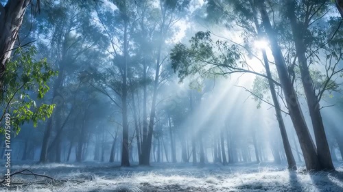 Sunlight Beams Through Misty Forest Trees With Lush Green Foliage And Frost Covered Ground In Morning Light