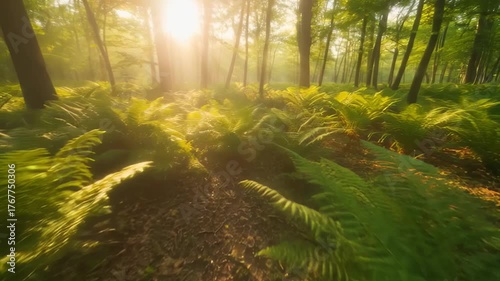 Sunlight Filtering Through Lush Forest Canopy Onto Green Ferns And Forest Floor In Morning Mist