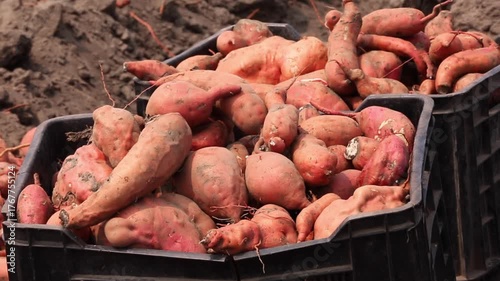 SWEET POTATO FARM, ANGOLA