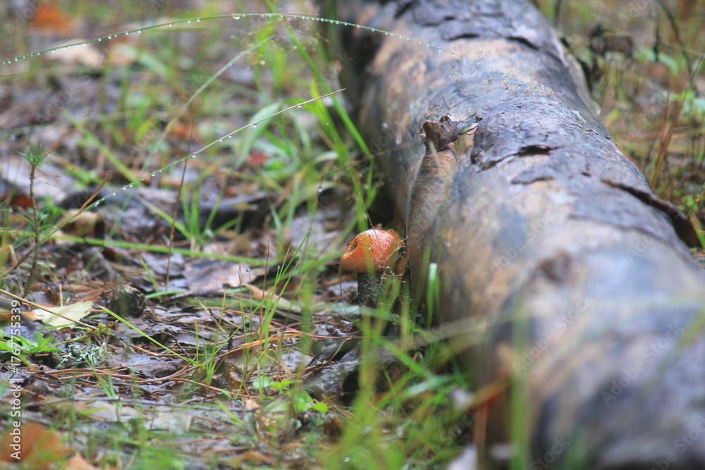 Fototapeta premium An aspen mushroom grows under a fallen tree on a summer day