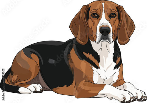 finnish hound dog lying down relaxed resting vector illustration