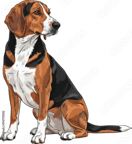 finnish hound dog sitting looking away attentive vector illustration