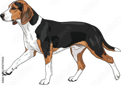 finnish hound dog walking side view vector illustration