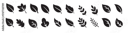 black and white traced collection of various leaf and branch