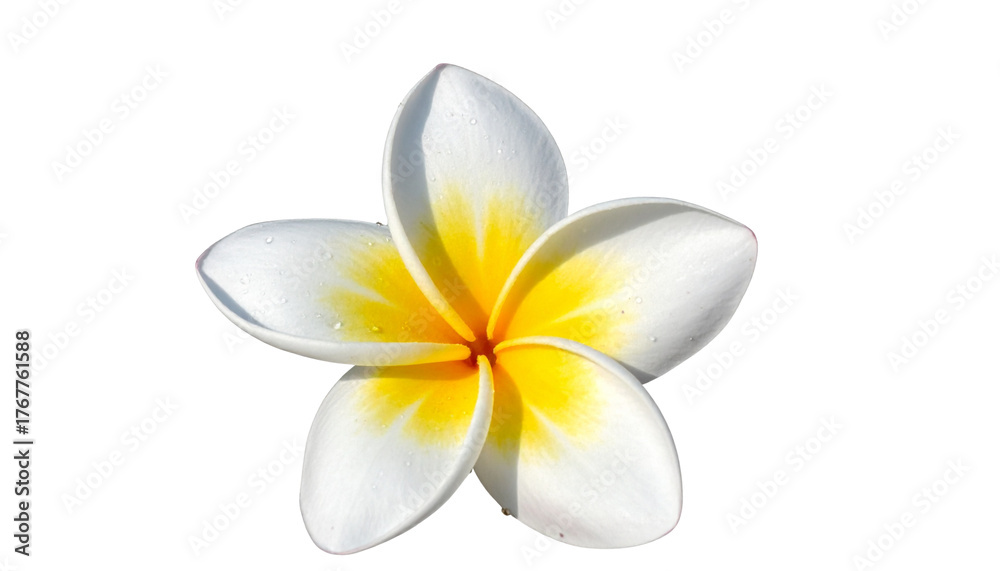 Naklejka premium Side View of Single Frangipani Flower with Curved Petals and Dew Drops