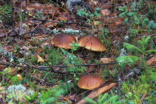 mushrooms in the forest