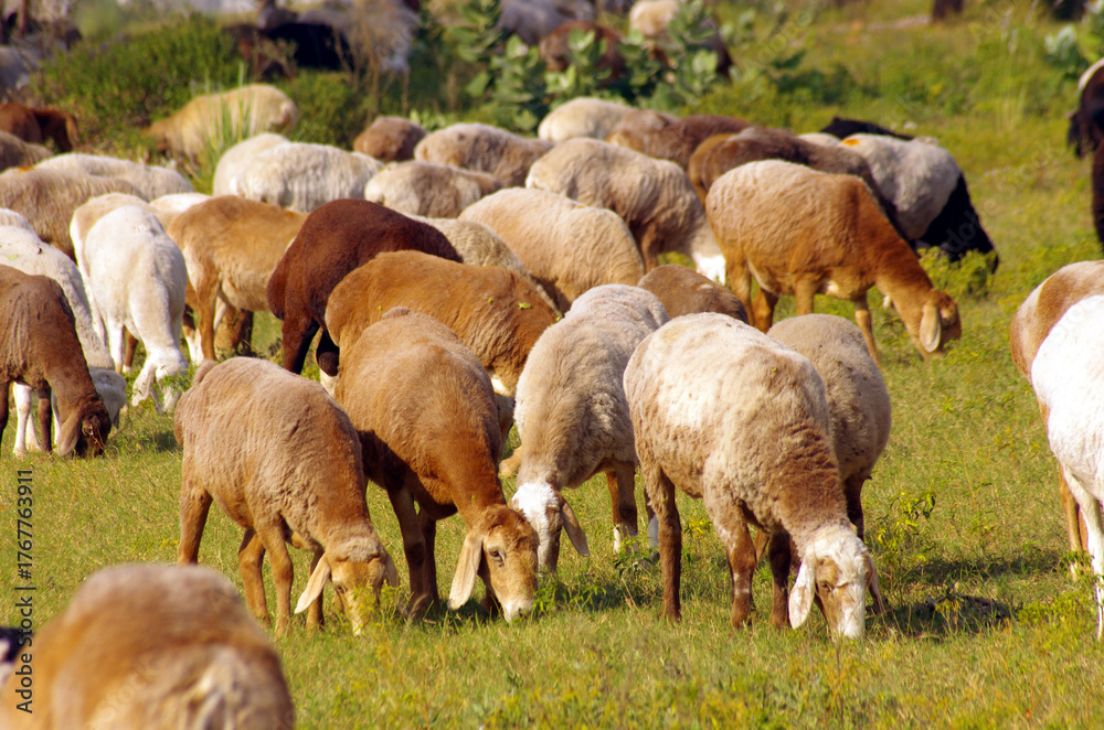 Obraz premium Herd of sheep walks freely on farm