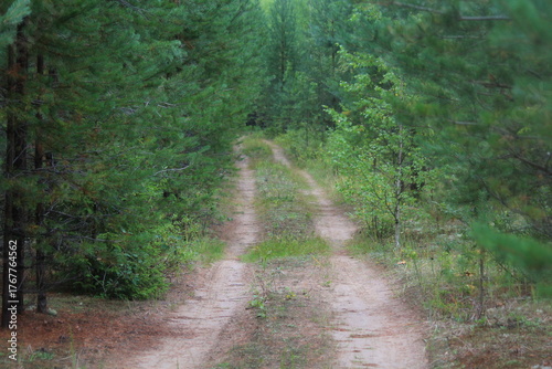 a country road in a young pine forest on a summer day
