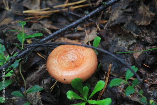 red pine mushroom in a summer forest