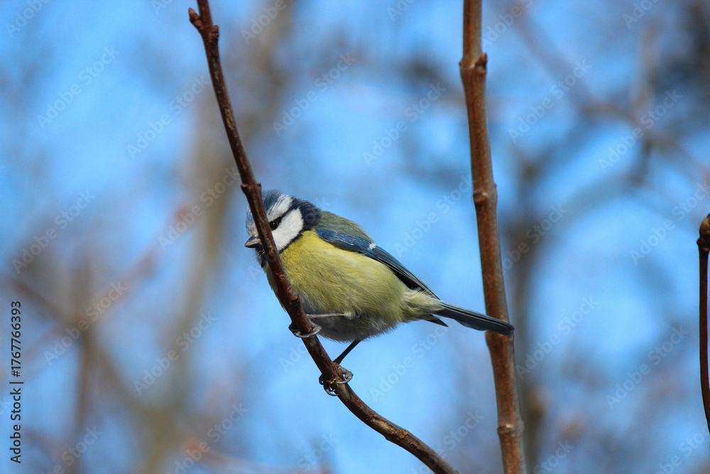Fototapeta premium blue tit in winter city park