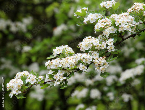 Hawthorn (Crataegus) blooms in nature