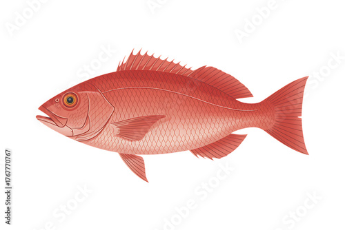 Red snapper fish illustration on transparent background