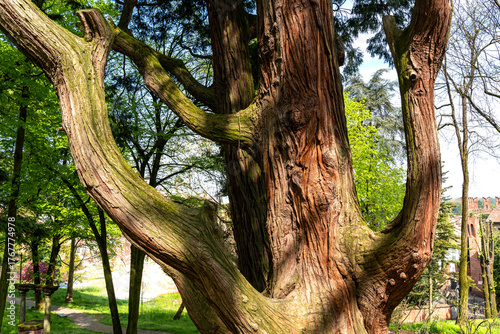 beautiful woody structure of the bark of a 155-year-old California cedar trunk