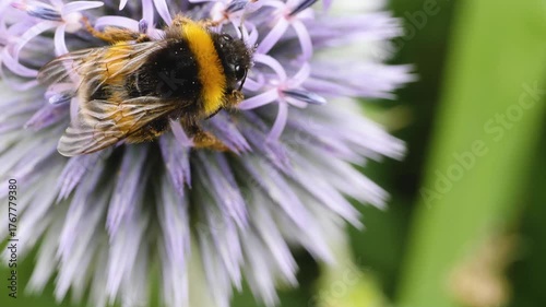 A very close up of a bumble bee collecting nectar from the thistle flower blossom on a sunny day