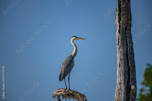 The grey heron (Ardea cinerea) is a large wading bird with a long neck and legs. It has gray plumage with a white head, a black stripe above the eye, and a long, pointed yellow beak.