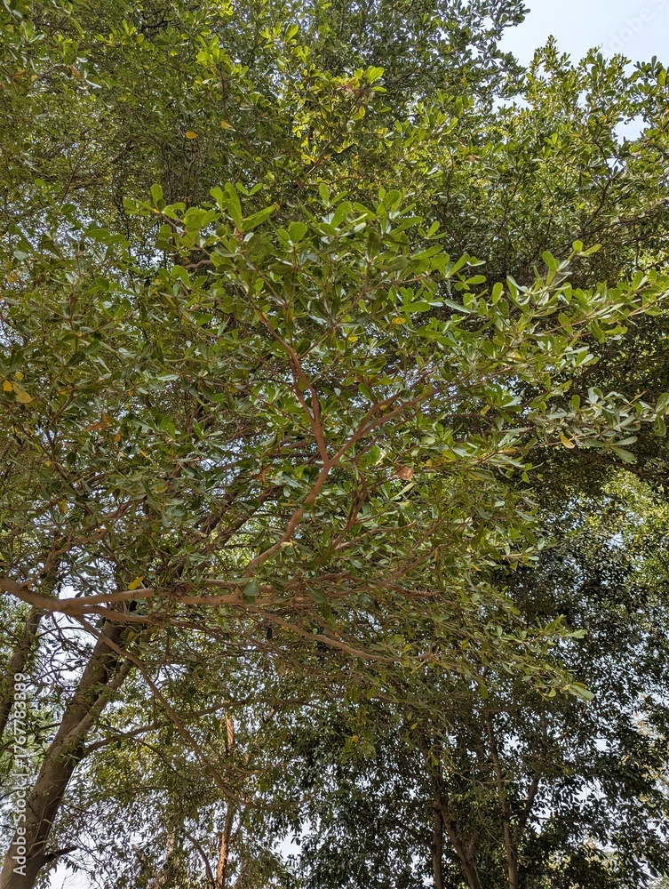 Fototapeta premium A view looking up into the canopy of a tree with green leaves and blue sky