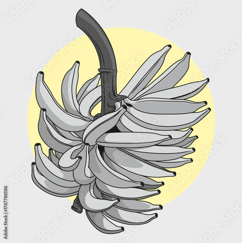 full banana vector illustration.Banana bunch drawing.