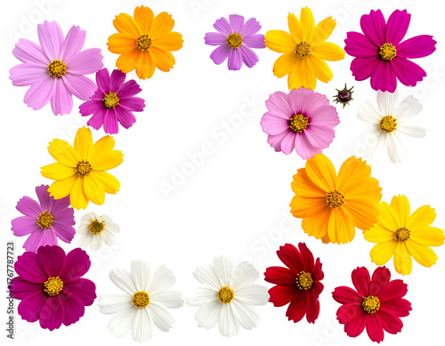 Colorful cosmos flowers in a square frame on black background