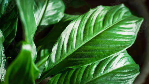 Glossy Green Tropical Leaf Close-Up